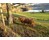 Nearby Highland Cattle