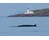 Minke whale spotted in water