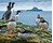 Guillemots &amp; Puffins On Lunga, Treshnish Isles